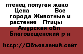 птенец попугая жако  › Цена ­ 60 000 - Все города Животные и растения » Птицы   . Амурская обл.,Благовещенский р-н